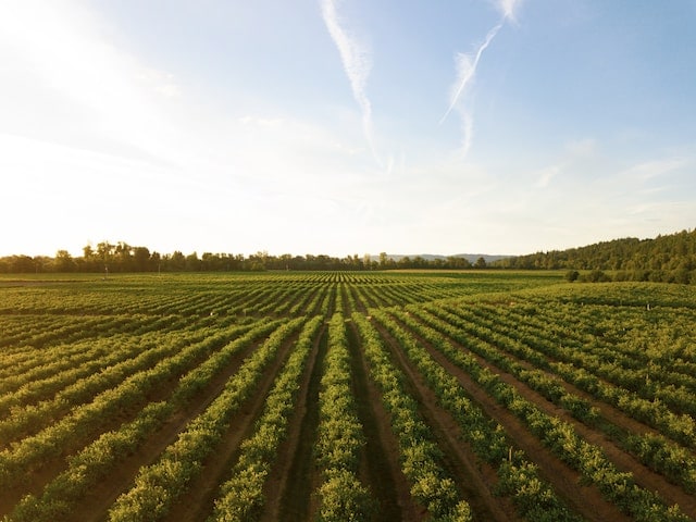 campo coltivato verde in campagna