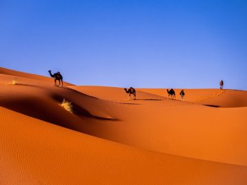 Sahara